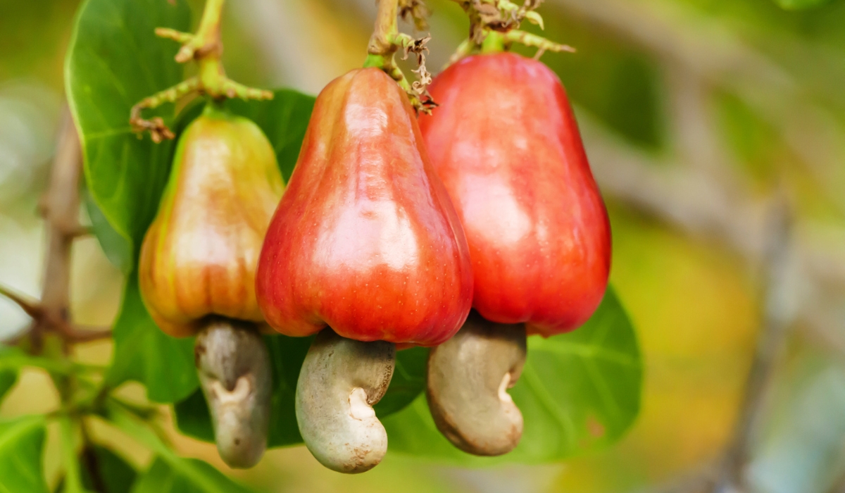 Cashew Fruit: 7 Surprising Health Benefits of the Vitamin C-Rich Cashew Apple